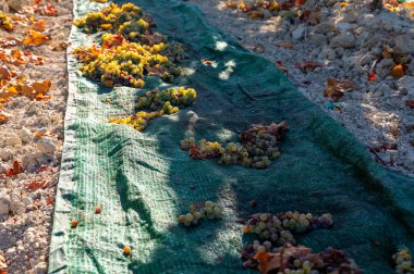 Sun drying of sweet white pedro ximenez or muscat grapes after harvesting on famous sherry wines vineyards in Andalusia, Spain, production sherry sweet wines in Montilla-Moriles clipart