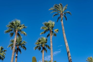 Avrupa, Sevilla, Endülüs, İspanya 'nın en eski şehirlerinden birinde günbatımında büyük palmiye ağaçları, alışılmadık şekiller ve tasarımlar bulunan güzel yeşil halk parkı.