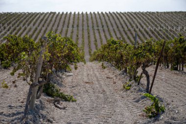 Landscape with famous sherry wines grape vineyards in Andalusia, Spain, sweet pedro ximenez or muscat, or palomino grape plants, used for production of jerez, sherry sweet, brandy and dry wines clipart