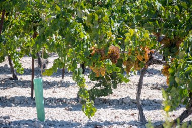 Endülüs, İspanya 'daki ünlü şarap üzüm bağları, tatlı pedro ximenez ya da muscat, ya da palomino üzümleri, Jeremy, Sherry Sweet, brendi ve kuru şarap yapımında kullanılır.