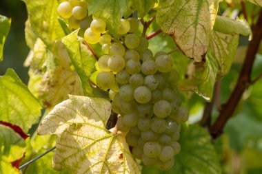 Cote des Blancs 'ın kireçli topraklarında yetişen olgun şarap üzümleri Oger ve Mesnil-sur-Oger yakınlarındaki Grand Cru üzüm bağlarında hasat ediliyor.