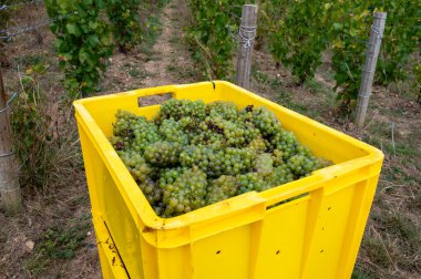 Cramant ve Avize yakınlarındaki Grand Cru üzüm bağlarında üzümlü plastik kutular, Fransa Şampanya Bölgesi. Cote des Blanc 'ın kireçli topraklarında beyaz şarap üzümü yetiştiriyorum.