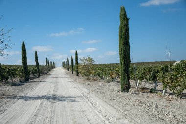 Landscape with famous sherry wines grape vineyards in Andalusia, Spain, sweet pedro ximenez or muscat, or palomino grape plants, used for production of jerez, sherry sweet, brandy and dry wines clipart