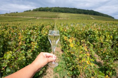 Cote des Blancs, Cramant and Avize, Champagne, France, Hand ve bir bardak şampanya eşliğinde güneşli üzüm bağlarında büyük cru köpüklü beyaz şarap tatmak.