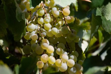 Wines grape vineyards in Andalusia, Spain, sweet pedro ximenez or muscat, or palomino grape plants, used for production of jerez, sherry sweet and dry wines, harvest time clipart