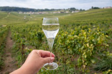 Cote des Blancs, Cramant and Avize, Champagne, France, Hand ve bir bardak şampanya eşliğinde güneşli üzüm bağlarında büyük cru köpüklü beyaz şarap tatmak.