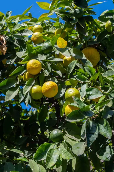 Ekşi portakallı bergamot meyveleri seni İspanya 'ya yaklaştırıyor.