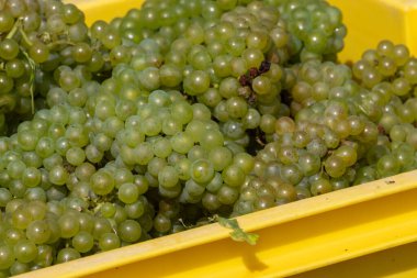 Olgun şarap üzümleriyle dolu kutular, Cote des Blancs 'ın kireçli topraklarında yetişen, Oger ve Mesnil-sur-Oger yakınlarındaki yeşil büyük Cru üzüm bağlarında hasat edilen, şampanya, Fransa