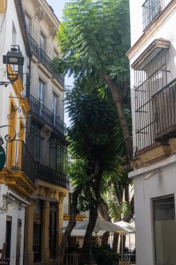 Jerez de la Frontera 'nın eski kısımlarında yürümek, Şeri şarabı üreten şehir, Endülüs, İspanya yazın mimari detaylar, Endülüs tarzı, beyaz evler.