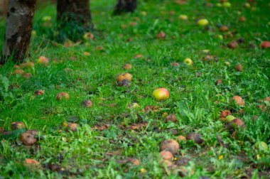 Hollanda, Betuwe, Gelderland 'in meyve bölgelerinde elma, elma ağaçları, elstar, jonagold, olgun elma, Hollanda' da tarım,