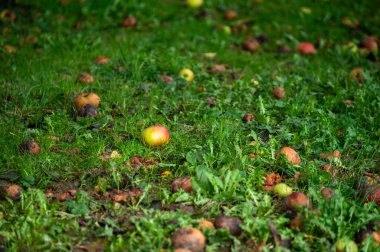 Apples of grass, Harvest in fruit region of Netherlands, Betuwe, Gelderland, organic plantation of apple fruit trees in september, elstar, jonagold, ripe apples, agriculture in Netherlands clipart