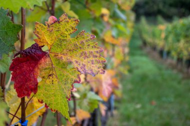 Nittel, Rhineland-Palatinate, Almanya çevresindeki teraslı üzüm bağlarının ve Machtum, Lüksemburg 'daki üzüm bağlarının sonbaharda Moselle Nehri boyunca uzanan manzarası.