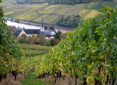 Nittel, Rhineland-Palatinate, Almanya çevresindeki teraslı üzüm bağlarının ve Machtum, Lüksemburg 'daki üzüm bağlarının sonbaharda Moselle Nehri boyunca uzanan manzarası.