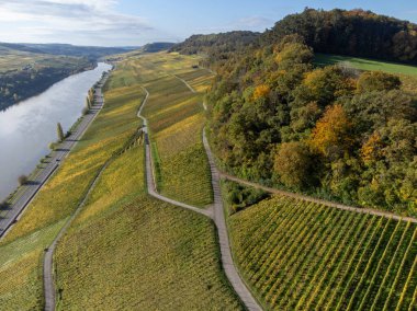 Aerial view of terraced vineyards around Nittel, Rhineland-Palatinate, Germany and views across Moselle River on vineyard hills of Machtum, Luxembourg in autumn clipart