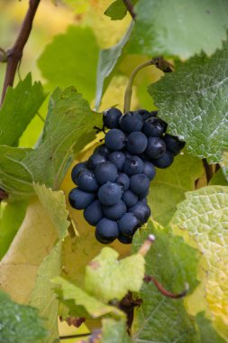 Moselle Nehri Vadisi, Almanya ve Lüksemburg 'daki teraslı üzüm bağlarında hasat zamanı, Grauer Burbunder veya Pinot gris üzümleri yağmur damlalarıyla