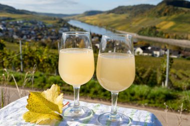 Autumn wine festival in Germany on Moselle river valley, tasting of federweisser young wine, neuer wein made fermented freshly pessed auxerrois grape juice, or must. View on terraced vineyards clipart