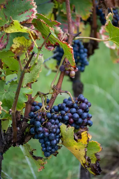 Moselle Nehri Vadisi, Almanya ve Lüksemburg 'daki teraslı üzüm bağlarında hasat zamanı, Grauer Burbunder veya Pinot gris üzümleri yağmur damlalarıyla