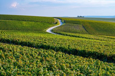 Eylül 'de Lal de Livre, Champagne, Fransa' da yeşil başbakan ve Grand Cru üzüm bağları, Pinot noir ve meunier üzümleri, sıralanmış üzüm bağları,