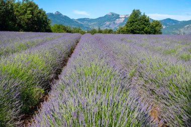 Sisteron, Fransa 'dan ayrılan Alpes-de-Haute-Provence yakınlarındaki lavanta çiçekleri, yaz aromalı çiçekler.