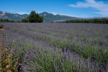 Sisteron, Fransa 'dan ayrılan Alpes-de-Haute-Provence yakınlarındaki lavanta çiçekleri, yaz aromalı çiçekler.