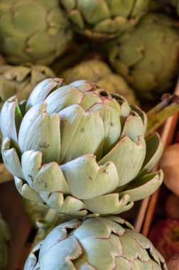 New harvest of fresh ripe green organic artichokes heads on local farmers market in Dordogne, France clipart