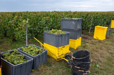 Ambonnay ve Bouzy yakınlarındaki yeşil büyük cru üzüm bağlarından hasat edin. Fransa 'nın Şampanya Bölgesi. Beyaz Chardonnay şarabı üzümü, kesilmiş üzüm kümeleriyle plastik kutular.