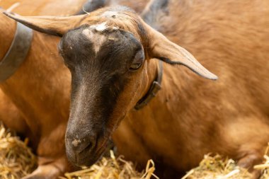 Keçi çiftliğinde peynir yapma süreci, Rocamadour yumuşak keçi AOC peyniri Perigord ve Quercy 'deki çiftlikte üretilen yumuşak kabuklu peynir ayrılış, Fransa, çiftlik ziyareti