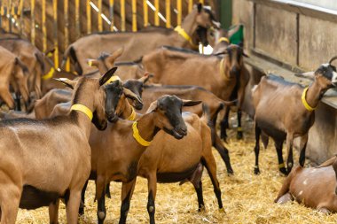 Keçi çiftliğinde peynir yapma süreci, Rocamadour yumuşak keçi AOC peyniri Perigord ve Quercy 'deki çiftlikte üretilen yumuşak kabuklu peynir ayrılış, Fransa, çiftlik ziyareti