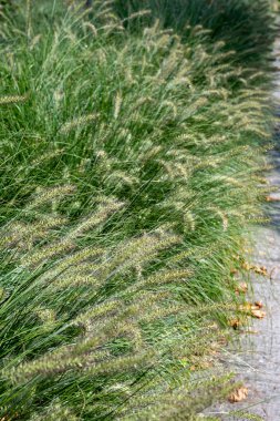 Pennisetum alopecuroides - Bahçe dekorasyon fabrikası Çeşme Çimeni yaz bahçesinde