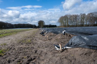 Hollanda 'da yeni beyaz kuşkonmaz hasadı, Brabant' ta tarım tarlası, sıralar siyah plastik film ile kaplı.