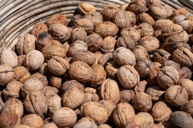 Perigord, Dordogne, Fransa 'da sonbaharda toplanan cevizli hasır sepet, AOP cevizi ekimi.