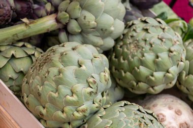 Olgunlaşmamış büyük yeşil küre enginarları Brittany, Fransa 'nın yakınlarında.