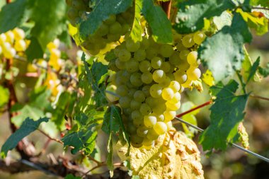 Olgun beyaz Chardonnay şarap üzümleri hasat için hazır. Ludes, Val de Livre, Champagne, France çevresindeki yeşil ve Grand Cru üzüm bağlarının manzarası.
