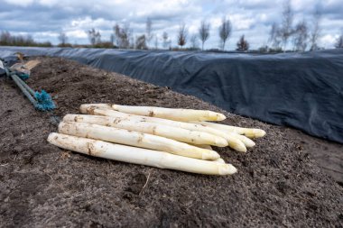 Hollanda 'da yeni beyaz kuşkonmaz hasadı, Brabant' ta tarım tarlası, siyah plastik film sıraları, organik kuşkonmaz sebzeleri.