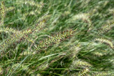 Pennisetum alopecuroides - garden decoration plant Fountain Grass in summer garden clipart