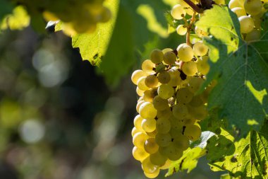 Olgun beyaz Chardonnay şarap üzümleri hasat için hazır. Ludes, Val de Livre, Champagne, France çevresindeki yeşil ve Grand Cru üzüm bağlarının manzarası.