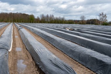 Hollanda 'da yeni beyaz kuşkonmaz hasadı, Brabant' ta tarım tarlası, sıralar siyah plastik film ile kaplı.