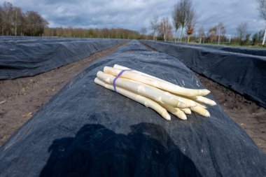 Hollanda 'da yeni beyaz kuşkonmaz hasadı, Brabant' ta tarım tarlası, siyah plastik film sıraları, organik kuşkonmaz sebzeleri.