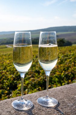 Şampanyayı tatmak, köpüklü köpüklü yeşil şarap Ludes, Louvois, Val de Livre, Champagne, Fransa yakınlarındaki yeşil üzüm bağlarında güneşli bir günde