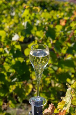 Tasting champagne sparkling wine in glass on grand cru Champagne vineyards near Moulin de Verzenay, Montagne de Reims near Verzy and Verzenay, Champagne, France on sunset clipart