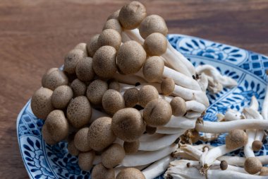 Fresh brown shimeji edible mushrooms native to East Asia, buna-shimeji is widely cultivated and rich in umami tasting compounds clipart