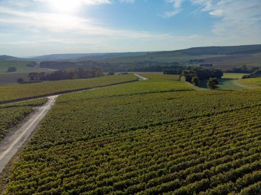 Eylül 'de Lal de Livre, Champagne, Fransa' da yeşil başbakan ve Grand Cru üzüm bağları, Pinot noir ve meunier üzümleri, sıralanmış üzüm bağları,