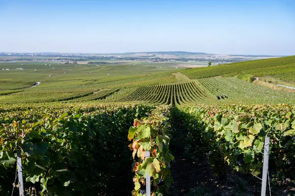 Eylül 'de Montagne de Reims, Verzy ve Verzenay, Champagne, France' da toplanan olgun Pinot şarapları ve meunier üzümleri.