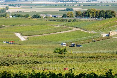 Harvesting works on premier cru champagne vineyards in September near villages Ludes in Val de Livre, Champange, France, buses and workers clipart