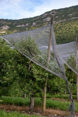 Young green Alpes de Haute-Durance apples growing on apple trees on organic fruit orchards near Sisteron, in Alpes-de-Haute-Provence, France clipart