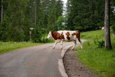 Comte peynirinin Jura, Fransa, Montbeliard veya Fransız sade ineklerinin yaz aylarında yeşil otlaklarda otlamaları ve üretimi ve yaşlanması