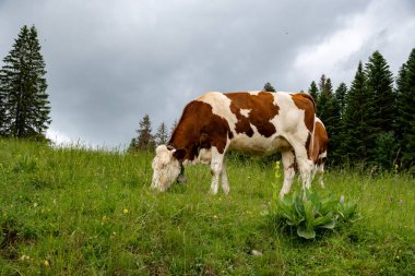 Producing and aging of wheels of Comte cheese in Jura, France, Montbeliards or French Simmental cows herd grazing grass on green pasture in summer months clipart