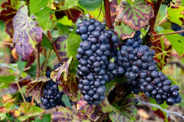 Ripe clusters of pinot noir grapes on vines at autuimn on grand cru champagne vineyards during harvest  time in villages Ambonnay and Bouzy, Champange, France clipart