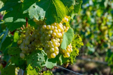 Olgun beyaz Chardonnay şarap üzümleri hasat için hazır. Ludes, Val de Livre, Champagne, France çevresindeki yeşil ve Grand Cru üzüm bağlarının manzarası.