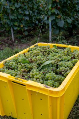 Harvest on green grand cru vineyards near Ambonnay and Bouzy, region Champagne, France. Cultivation of white chardonnay wine grape, plastic boxes with cutted grape clusters clipart